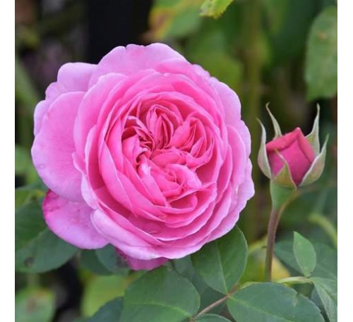 Роза Гертруда Джекилл (Gertrude Jekyll)